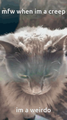 A Picture Of A Cat With The Words Mfw When Im A Creep Im A Weirdo GIF