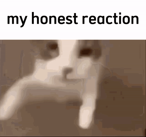 A Picture Of A Cat With The Words " My Honest Reaction " On The Bottom GIF