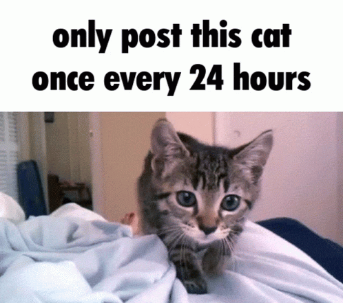 A Picture Of A Cat With The Words Only Post This Cat Once Every 24 Hours Below It GIF