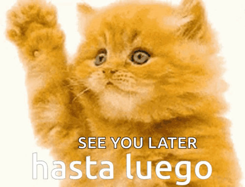 A Picture Of A Cat With The Words See You Later Hasta Luego GIF