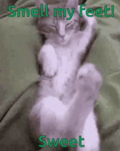A Picture Of A Cat With The Words " Smell My Feet Sweet " On The Bottom GIF