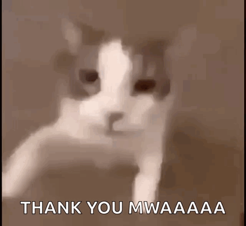 A Picture Of A Cat With The Words Thank You Mwaaaa Written Below It GIF