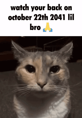 a picture of a cat with the words watch your back on october 22th 2041 lil bro below it