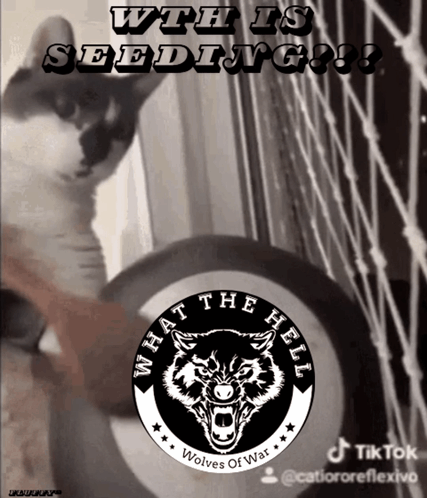 a picture of a cat with the words " what the hell wolves of war "