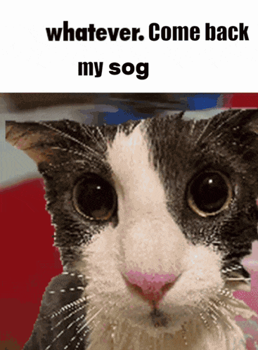 A Picture Of A Cat With The Words Whatever Come Back My Sog Below It GIF