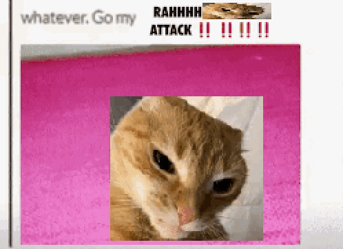Cat With Whatever Go My Attack Text GIF
