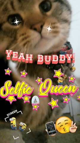 A Picture Of A Cat With The Words Yeah Buddy And Selfie Queen GIF