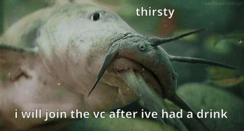 A Picture Of A Catfish With A Caption That Says Thirsty And I Will Join The Vc After Ive Had A Drink GIF