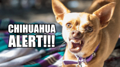 A Picture Of A Chihuahua With The Words Chihuahua Alert !!! Above It GIF