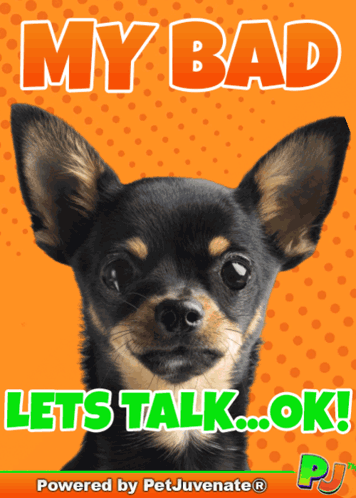 A Picture Of A Chihuahua With The Words My Bad Lets Talk Ok GIF