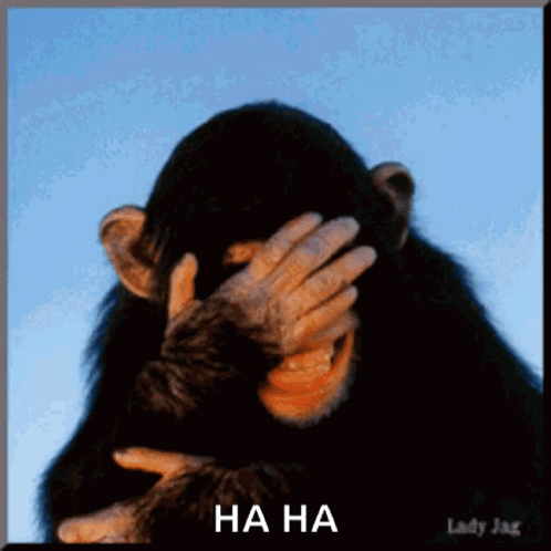 A Picture Of A Chimpanzee Covering Its Face With Its Hand And The Words Ha Ha Underneath It GIF