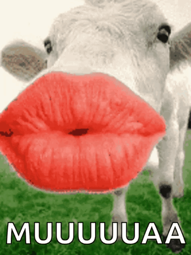 A Picture Of A Cow With Red Lips And The Words Muuuuuuuaa On The Bottom GIF