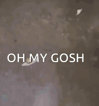 a picture of a crown with the words oh my gosh on it