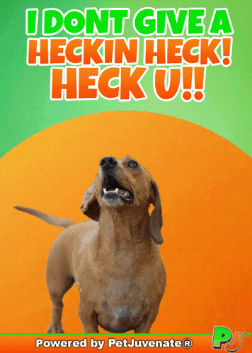 A Picture Of A Dachshund With The Words I Dont Give A Heckin Heck Heck U On It GIF