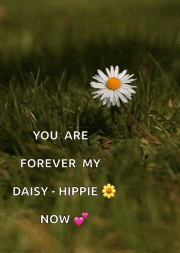 A Picture Of A Daisy In The Grass With The Words " You Are Forever My Daisy Hippie Now " GIF