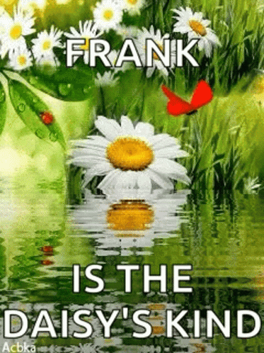 A Picture Of A Daisy In The Water With A Butterfly . GIF