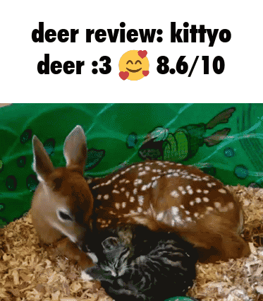 A Picture Of A Deer And A Kitten With The Caption Deer Review Kittyo Deer 3 8.6 / 10 GIF