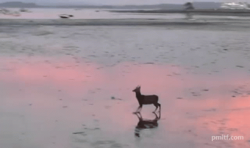 A Picture Of A Deer On A Beach With Pmittf.com Written On The Bottom Right GIF