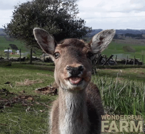 A Picture Of A Deer With A Wonderful Farm Logo In The Background GIF