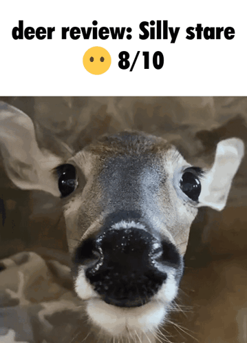 A Picture Of A Deer With The Caption " Deer Review : Silly Stare " GIF