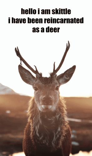 A Picture Of A Deer With The Words " Hello I Am Skittle I Have Been Reincarnated As A Deer " Above It GIF
