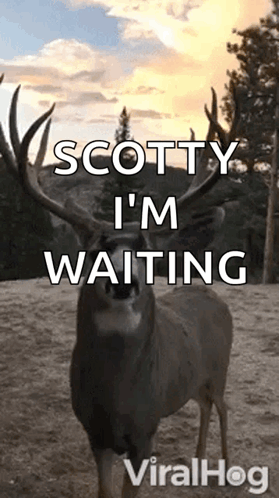 A Picture Of A Deer With The Words Scotty I 'M Waiting Written On It . GIF