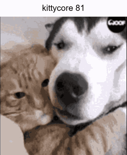A Picture Of A Dog And A Cat With The Number 81 On The Top GIF