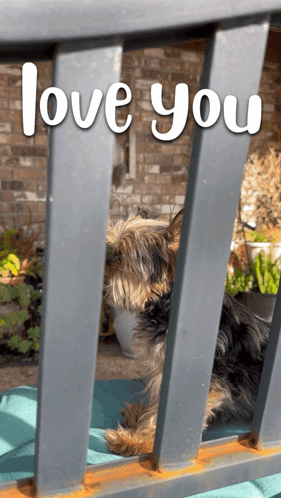 A Picture Of A Dog Behind A Railing That Says I Love You GIF