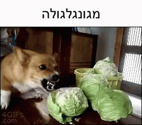 A Picture Of A Dog Eating Cabbage With A Caption That Says " 4Gifs.com " GIF