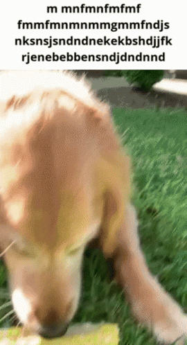 A Picture Of A Dog Eating Grass With A Caption That Says ' M Mnfmnfmfmf ' On It GIF