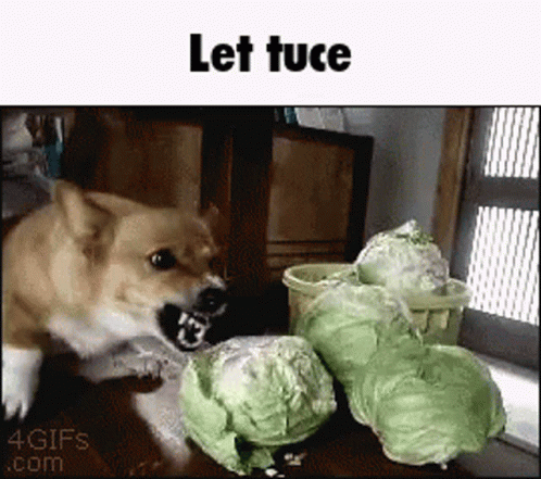 A Picture Of A Dog Eating Lettuce With The Caption Lettuce GIF