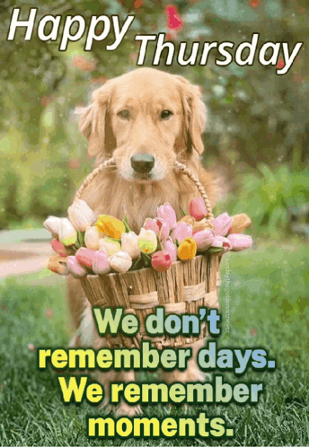 A Picture Of A Dog Holding A Basket Of Flowers With The Caption Happy Thursday GIF