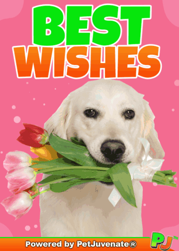 A Picture Of A Dog Holding A Bouquet Of Flowers With The Words Best Wishes Above It GIF