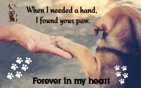 A Picture Of A Dog Holding A Person 'S Hand With A Caption That Says " Forever In My Heart " GIF