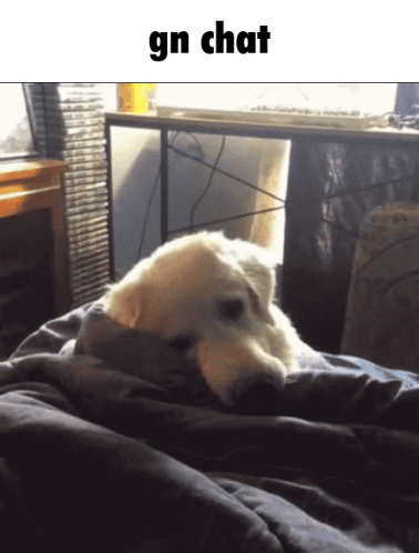 A Picture Of A Dog Laying On A Bed With The Words Gn Chat Below It GIF