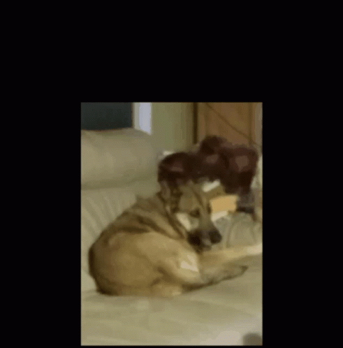 A Picture Of A Dog Laying On A Couch With The Words Spinning Dog Above It GIF
