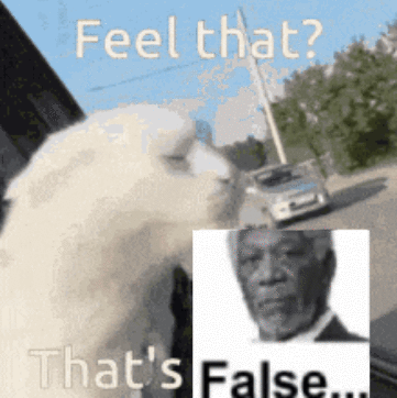 A Picture Of A Dog Next To A Picture Of A Man That Says " Feel That " GIF