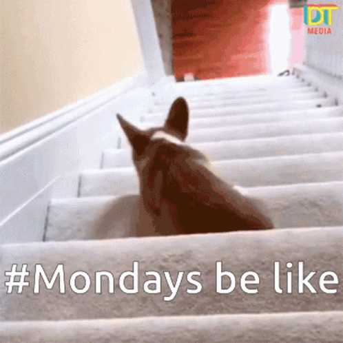 A Picture Of A Dog On A Set Of Stairs With The Caption Monday 'S Be Like GIF