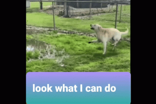 A Picture Of A Dog Running In A Field With The Words Look What I Can Do Below It GIF