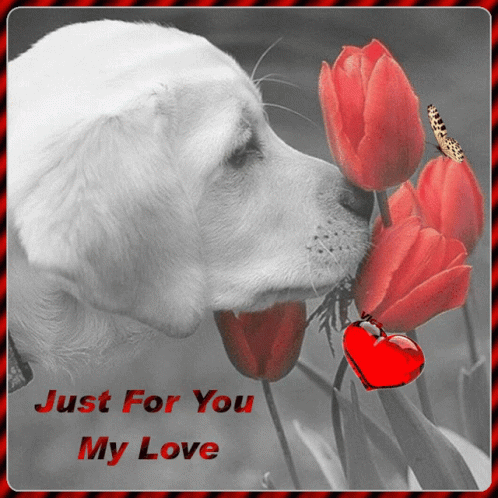 A Picture Of A Dog Smelling A Flower With The Words Just For You My Love GIF