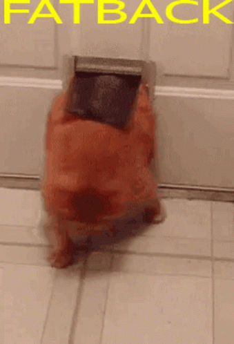 A Picture Of A Dog That Says Fat Back GIF