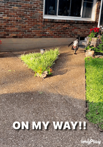 A Picture Of A Dog Walking Down A Sidewalk With The Words On My Way GIF
