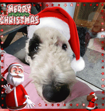 A Picture Of A Dog Wearing A Santa Hat With Merry Christmas Written On It GIF