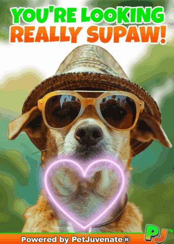 A Picture Of A Dog Wearing Sunglasses And A Hat Says You 'Re Looking Really Supaw GIF