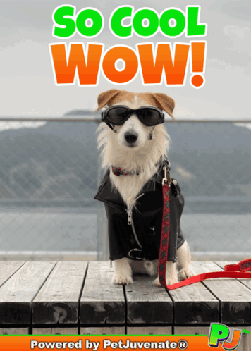 A Picture Of A Dog Wearing Sunglasses And A Jacket With The Words So Cool Wow Behind It GIF