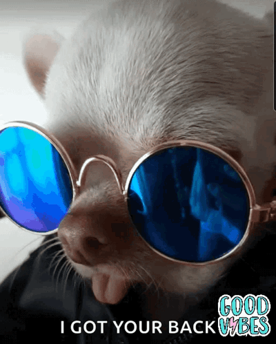 A Picture Of A Dog Wearing Sunglasses That Says I Got Your Back GIF