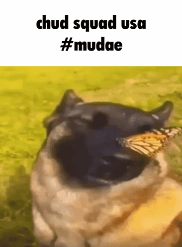 A Picture Of A Dog With A Butterfly In Its Mouth That Says Chud Squad Usa #Mudae GIF