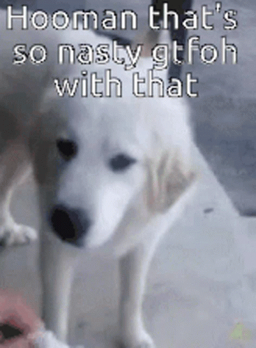 A Picture Of A Dog With A Caption That Says Hooman That 'S So Nasty Gtfoh With That GIF