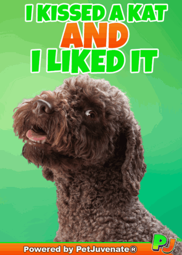 A Picture Of A Dog With A Caption That Says I Kissed A Kat And I Liked It GIF