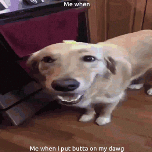 A Picture Of A Dog With A Caption That Says " Me When I Put Butta On My Dawg " GIF